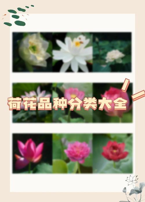 荷花有哪些常见品种？-图1