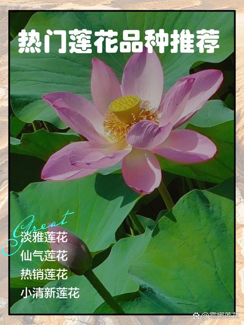 荷花有哪些常见品种？-图2