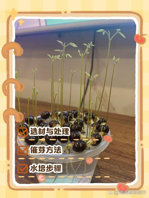 龙眼种植管理技术视频,关键点有哪些?-图1 龙眼种植管理技术视频,关键点有哪些?-图1