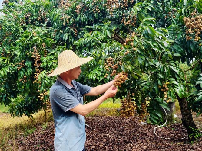 龙眼种植管理技术视频,关键点有哪些?-图2 龙眼种植管理技术视频,关键点有哪些?-图2