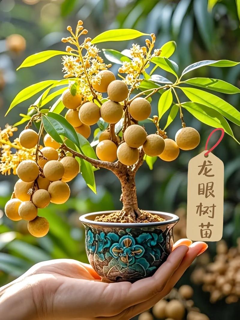 龙眼种植管理技术视频,关键点有哪些?-图3 龙眼种植管理技术视频,关键点有哪些?-图3