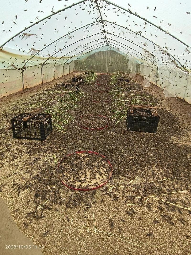 安徽蚂蝗养殖技术要点有哪些?-图1 安徽蚂蝗养殖技术要点有哪些?-图1