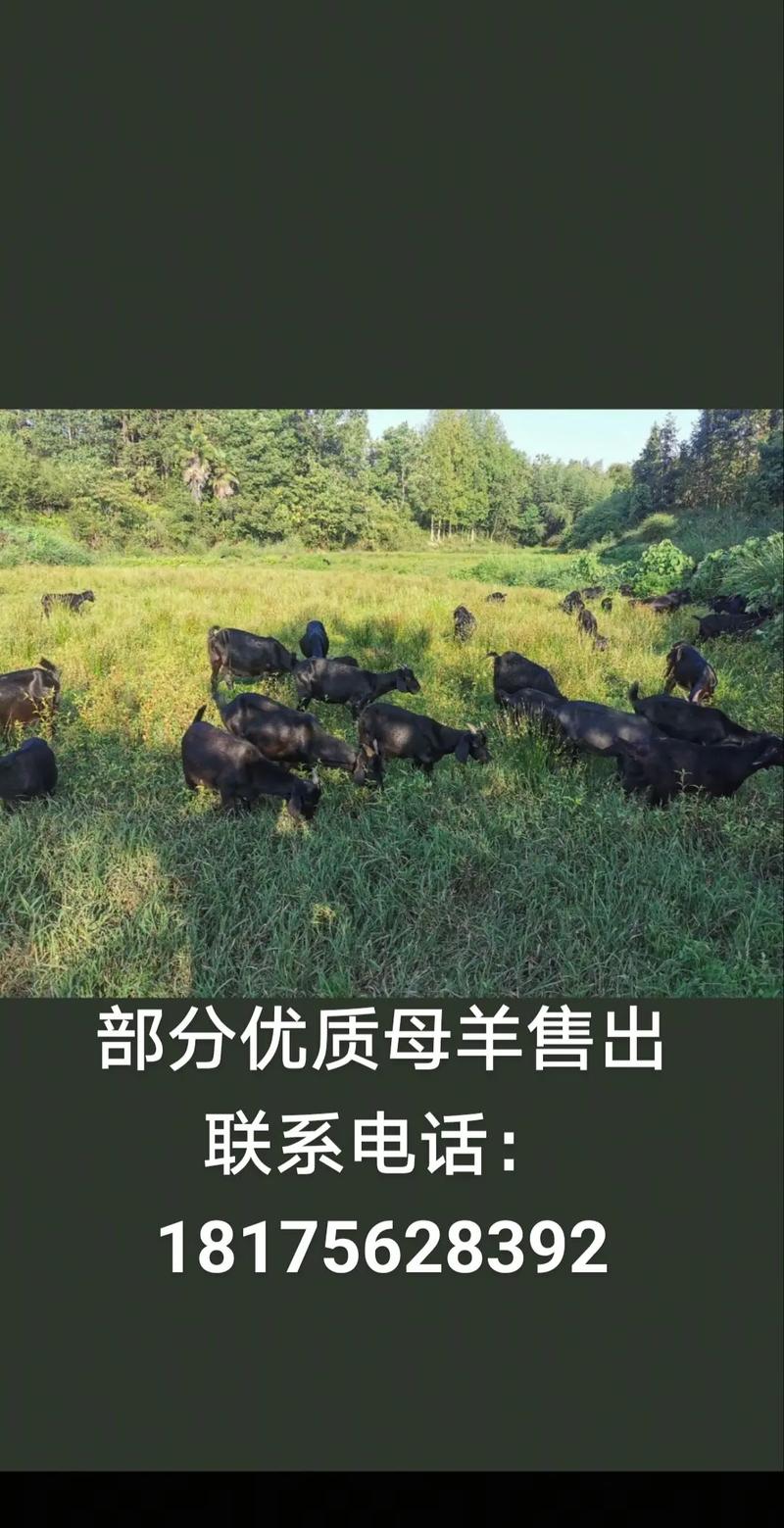 2025年大母羊价格会涨还是跌?-图2 2025年大母羊价格会涨还是跌?-图2