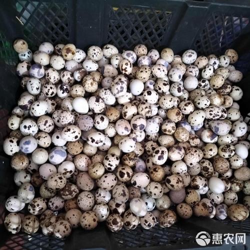 鹌鹑什么品种下蛋最多？-图3