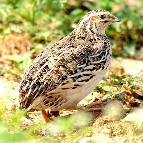 鹌鹑什么品种下蛋最多？-图2