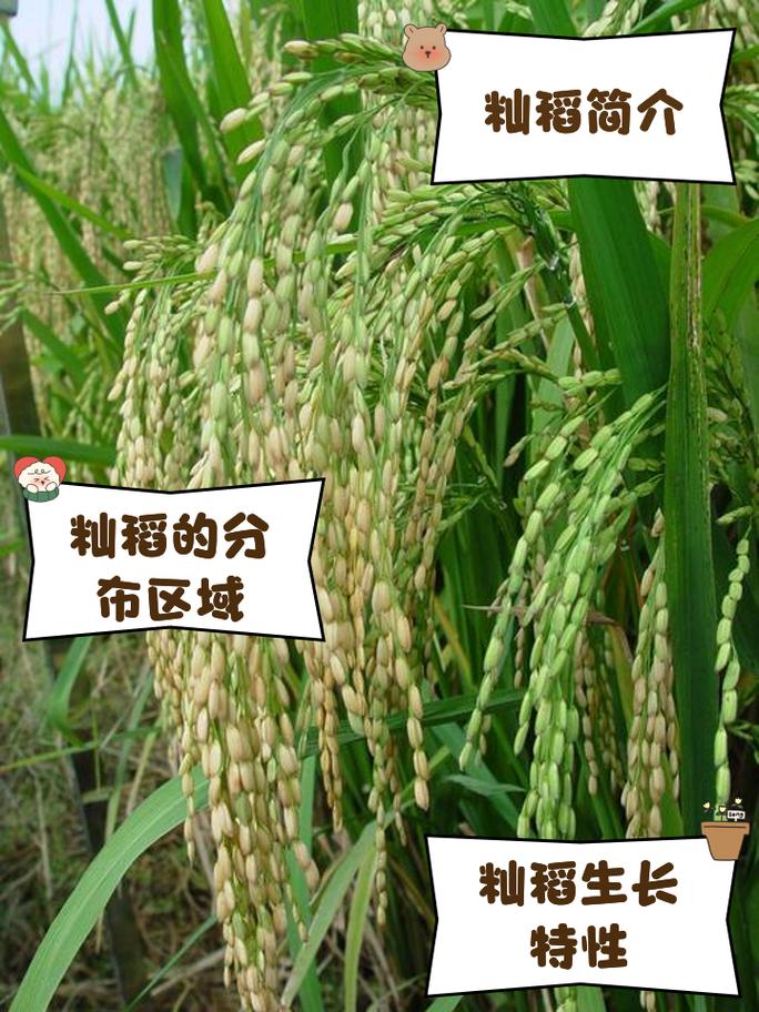 龙粳51水稻品种有何特性?-图2 龙粳51水稻品种有何特性?-图2