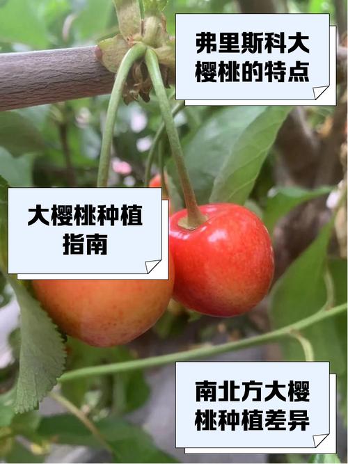 超级大樱桃是什么品种-图1