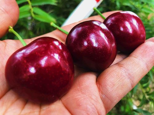 超级大樱桃是什么品种-图3