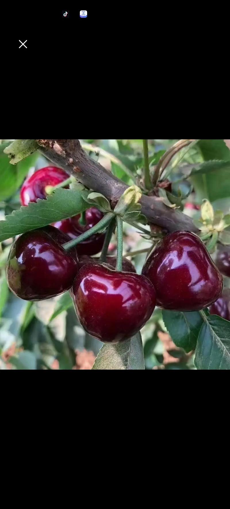 超级大樱桃是什么品种-图2