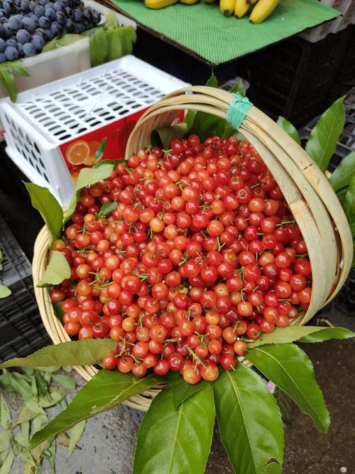 近几年什么樱桃品种最好吃？-图1