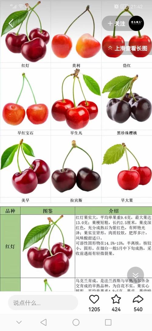 近几年什么樱桃品种最好吃？-图3