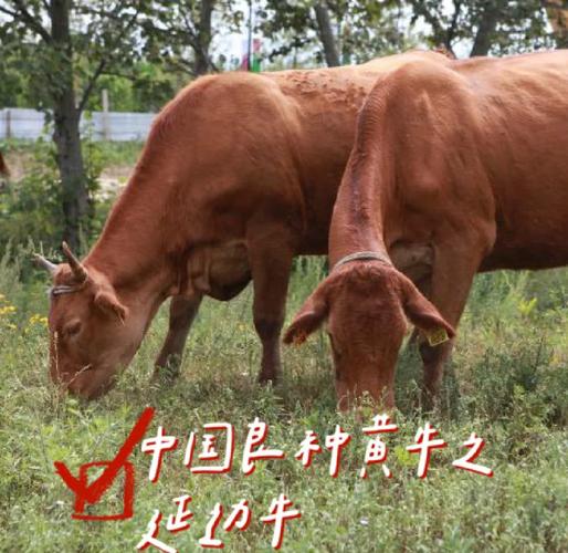 哪种牛品种生长速度最快？-图1