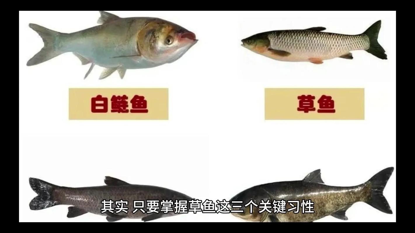 草鱼养殖技术有哪些娱乐化玩法?-图2 草鱼养殖技术有哪些娱乐化玩法?-图2