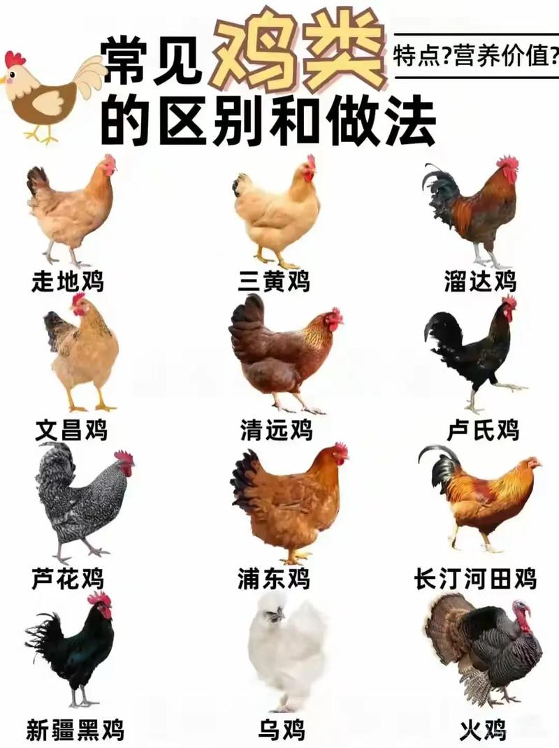 中国主要家畜品种简介-图3 中国主要家畜品种简介-图3