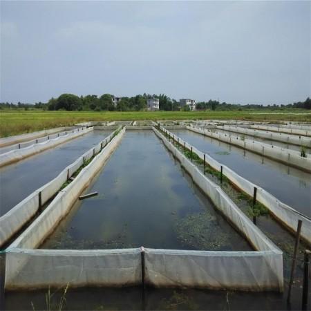 东北水蛭网箱养殖技术有哪些要点?-图2 东北水蛭网箱养殖技术有哪些要点?-图2