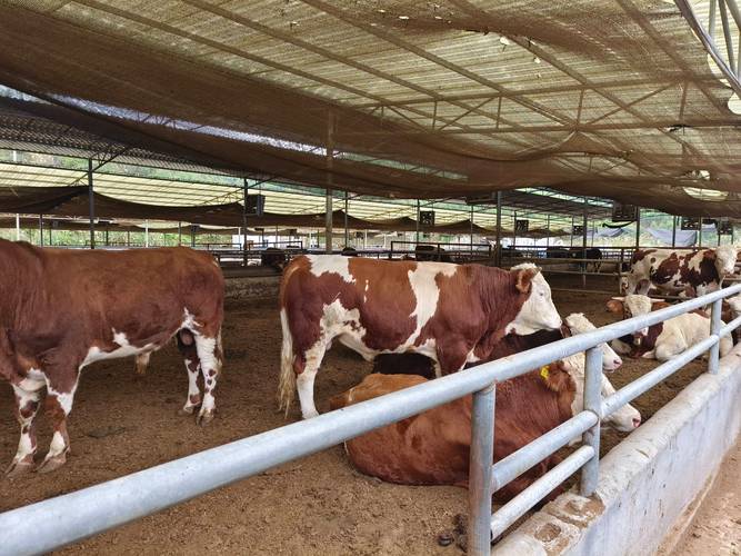 发酵床养牛技术要求有哪些关键点？-图2