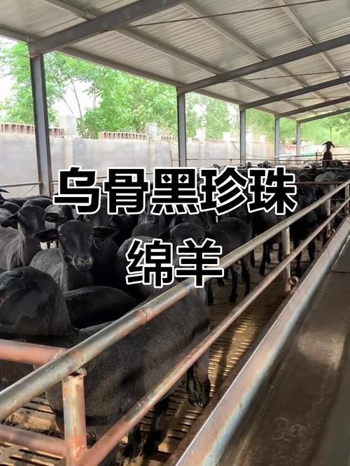 黑绵羊有哪些品种?-图1 黑绵羊有哪些品种?-图1