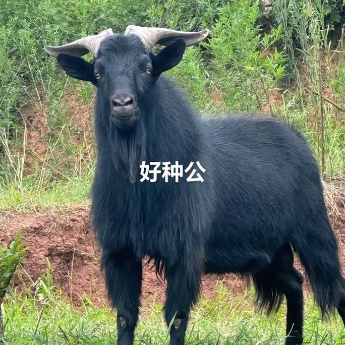 黑绵羊有哪些品种?-图2 黑绵羊有哪些品种?-图2