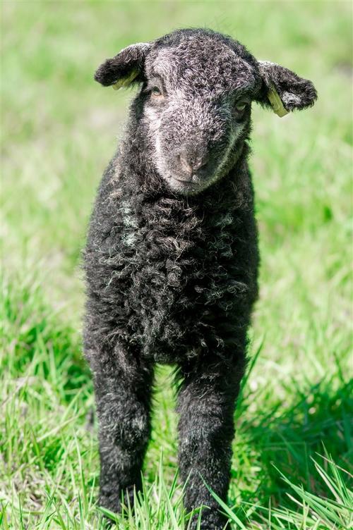 黑绵羊有哪些品种?-图3 黑绵羊有哪些品种?-图3