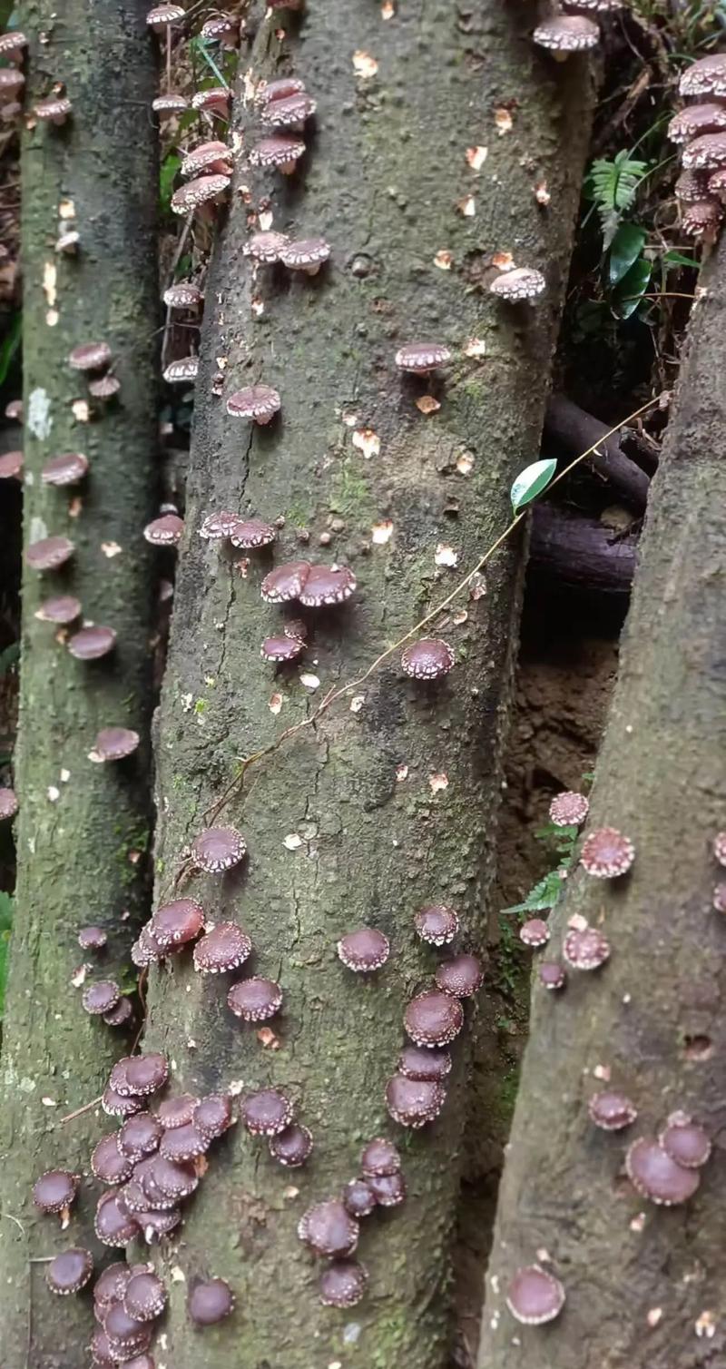 香菇种植视频，如何在家用树木种出香菇？-图1