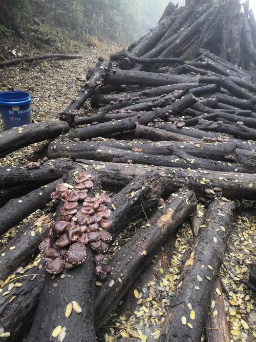 香菇种植视频，如何在家用树木种出香菇？-图2