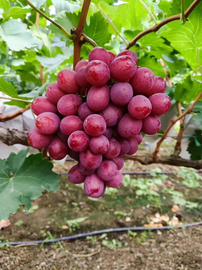 无核红葡萄品种究竟有多少？-图2