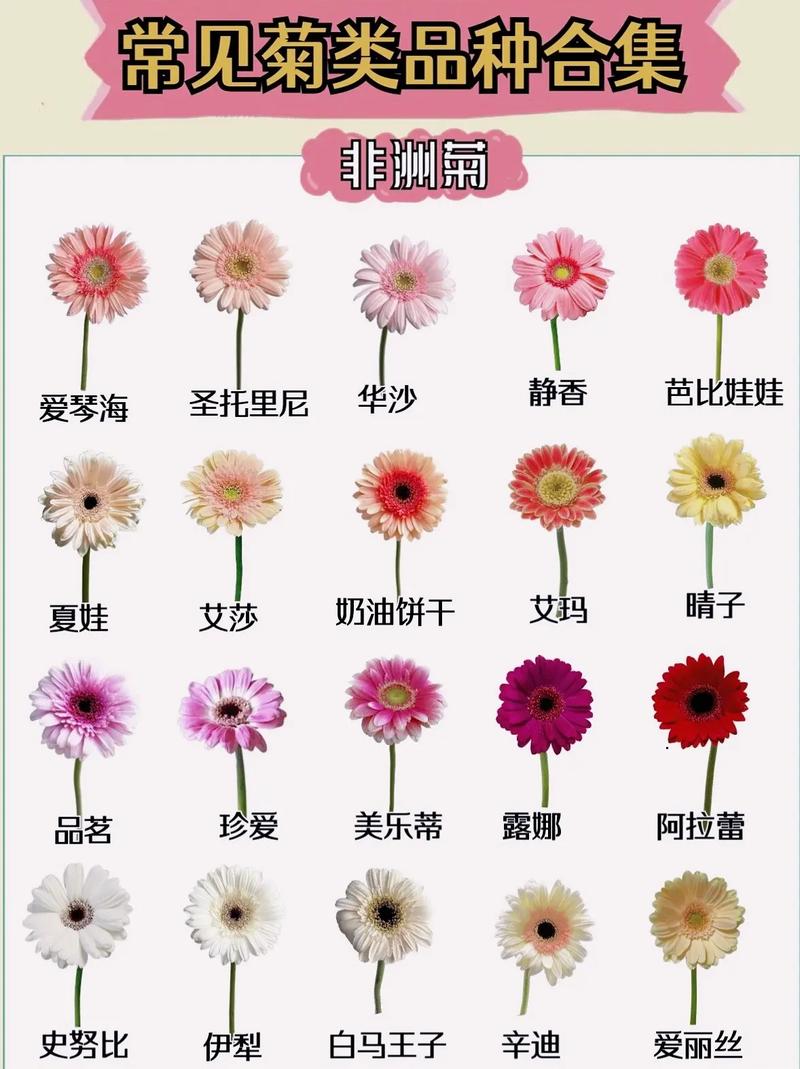 菊花珍贵品种有哪些？-图2