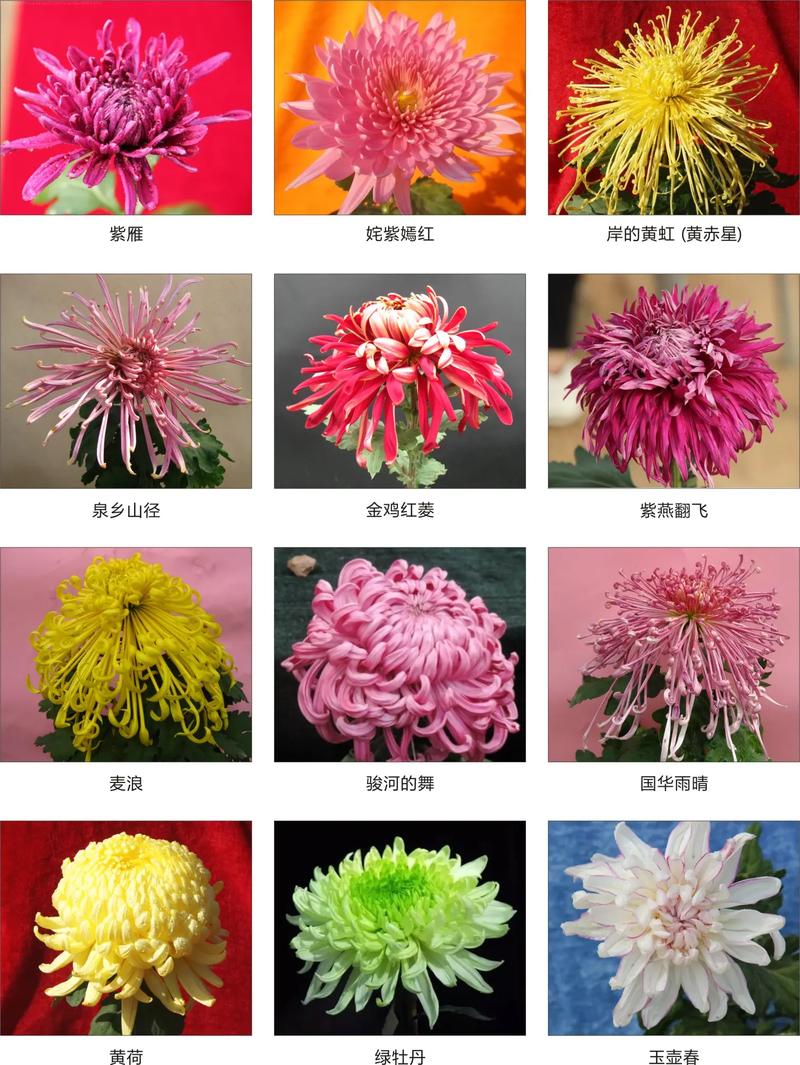 菊花珍贵品种有哪些？-图3