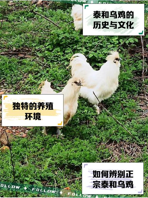 泰和乌骨鸡养殖技术要点有哪些？-图1