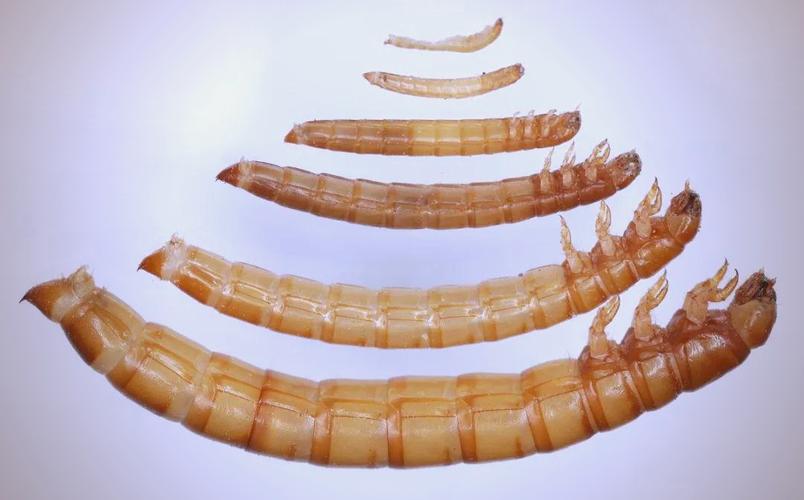 黄粉虫高效养殖技术有哪些关键要点?-图2 黄粉虫高效养殖技术有哪些关键要点?-图2