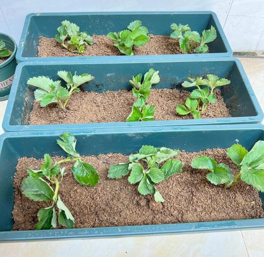 草莓种植栽培管理技术有哪些关键要点？-图1