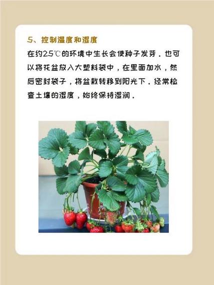草莓种植栽培管理技术有哪些关键要点？-图2