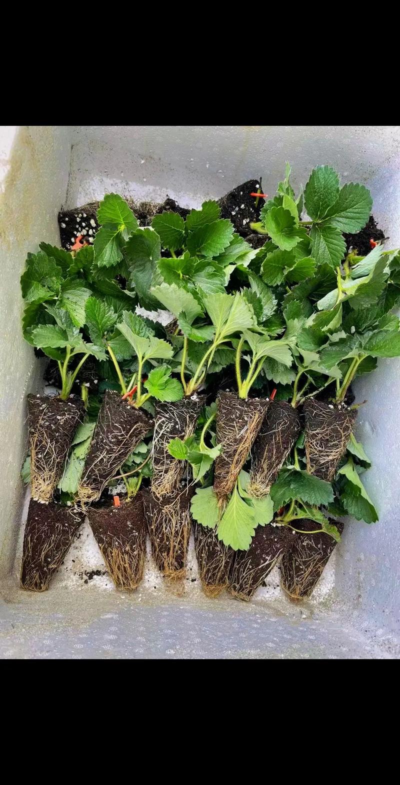 草莓种植栽培管理技术有哪些关键要点？-图3