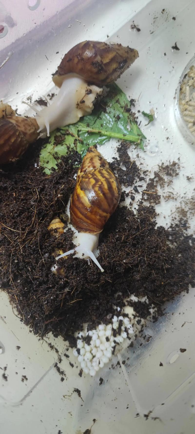 白玉蜗牛养殖的关键技术有哪些？-图2