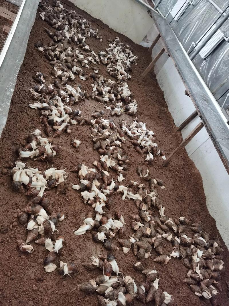 白玉蜗牛养殖的关键技术有哪些？-图3
