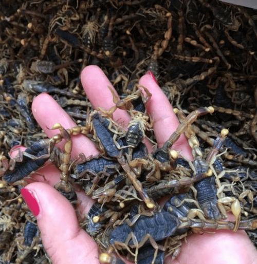 亳州药材市场蝎子价格现在怎么样？-图1