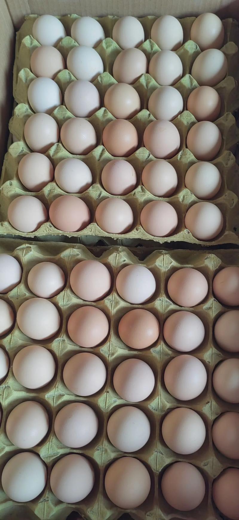 江苏鸡蛋价格5月15日为何波动？-图3