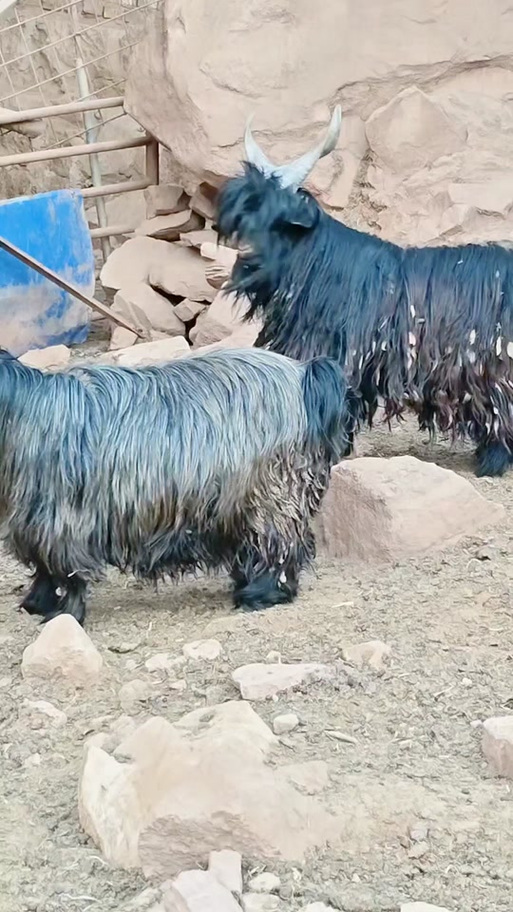 山西圈养羊选啥品种好？-图1