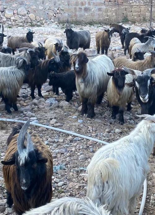 山西圈养羊选啥品种好？-图2