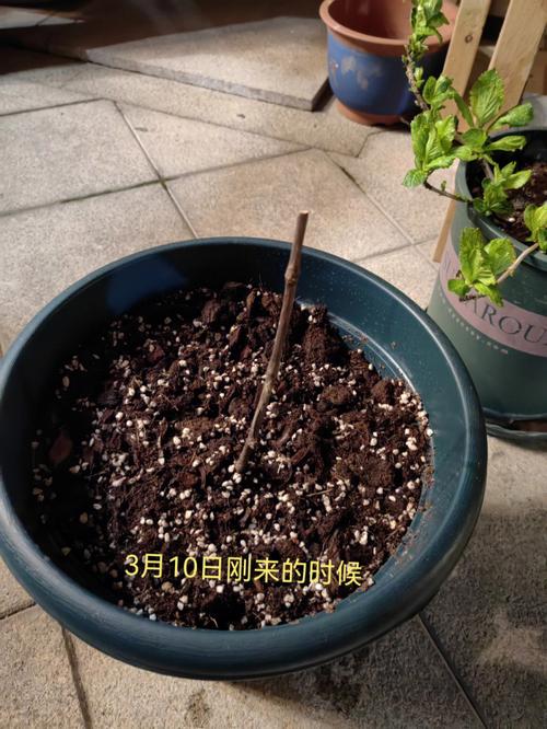 葡萄种子怎么快速发芽？-图1