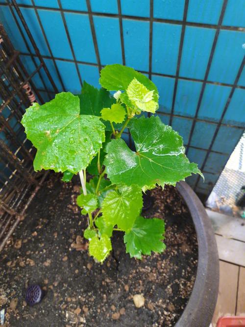 葡萄种子怎么快速发芽？-图3