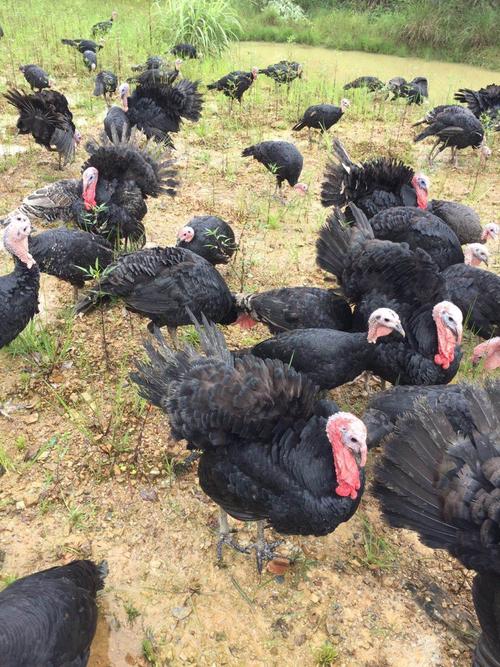 火鸡品种怎么选才好养？-图3