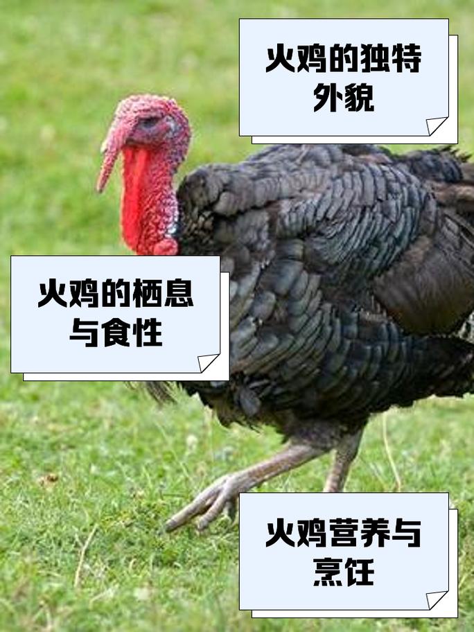 火鸡品种怎么选才好养？-图2