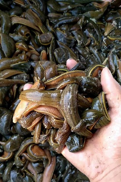 哪种蚂蝗品种价值最高?-图2 哪种蚂蝗品种价值最高?-图2