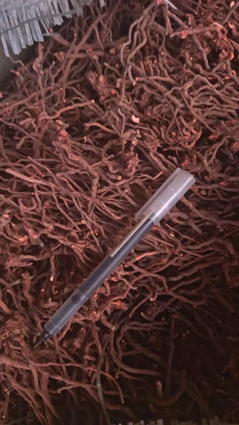 市场干蝎子具体是哪个品种？-图1