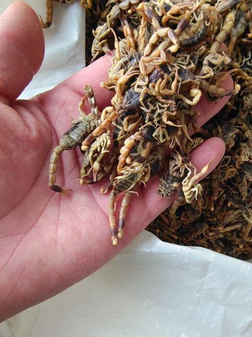 市场干蝎子具体是哪个品种？-图2