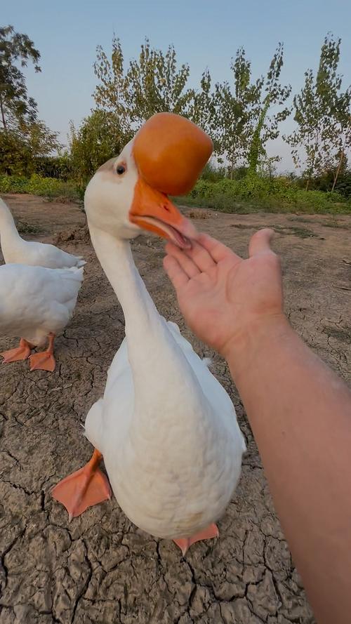 2025皖西白鹅价格会涨还是跌?-图1 2025皖西白鹅价格会涨还是跌?-图1