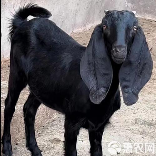 山羊品种哪个最好？-图3