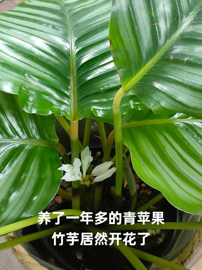 竹芋开花品种有哪些？-图3