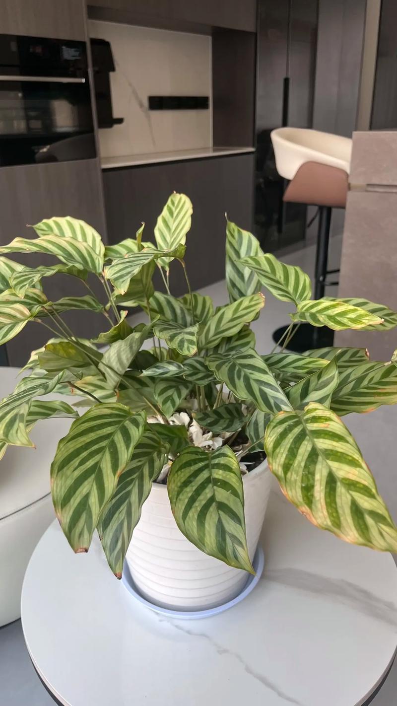 竹芋开花品种有哪些？-图2